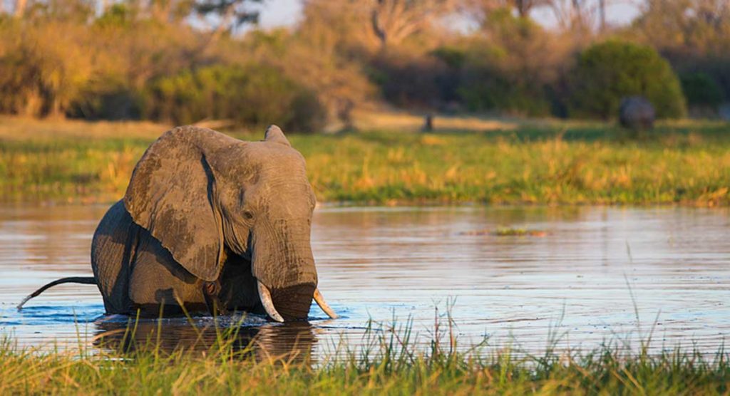 Elephant safari Botswana