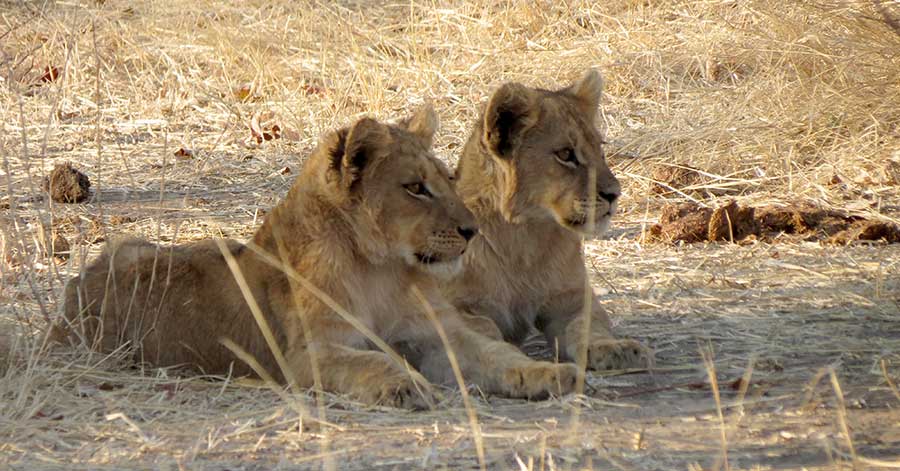 Lion safari departures