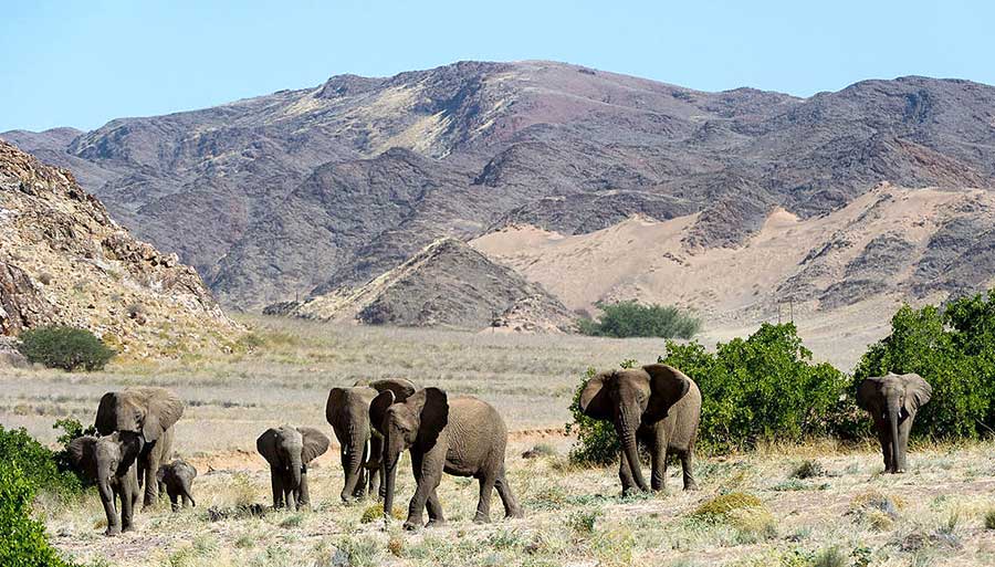 desert elephants