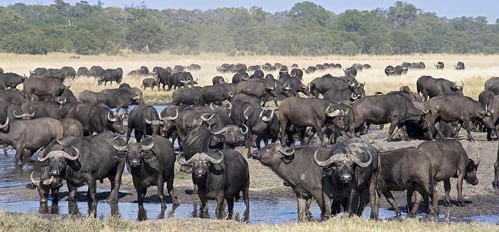 Buffalo herd Hwange Park