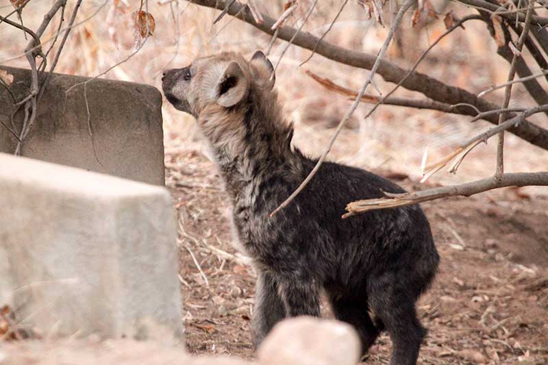 Hyena information and facts