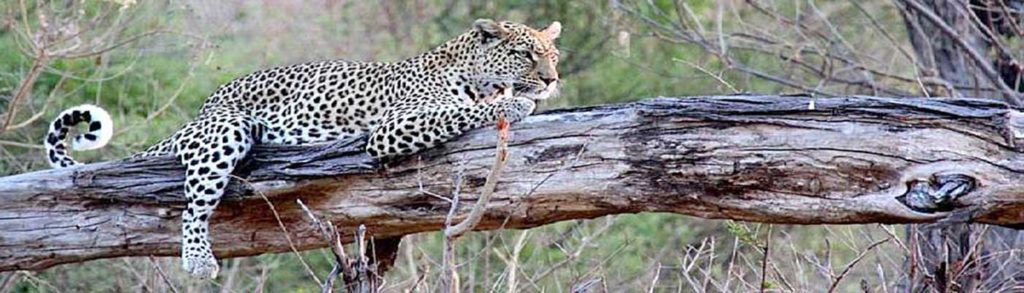 Leopard camping safari through Botswana