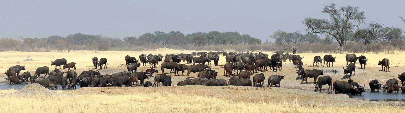 Buffalo Facts  Southern Africa Wildlife Guide