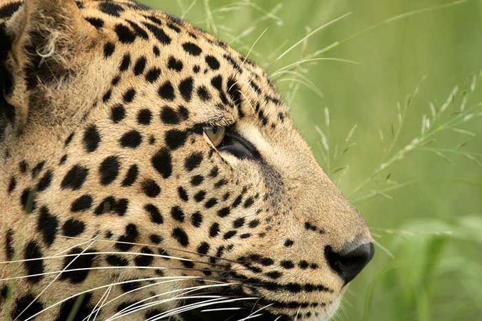 Leopard Info sheet