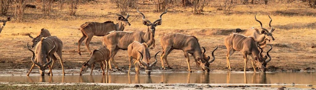 Kudu Information & Statistics
