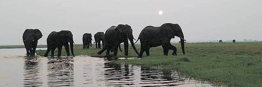 Botswana safari specials