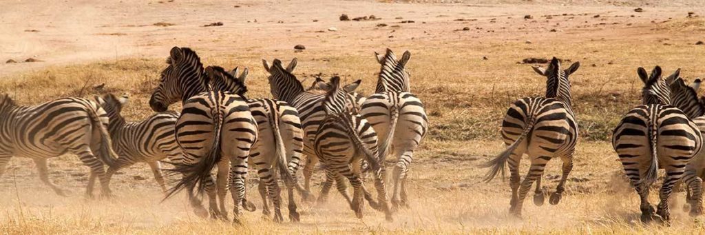 Zebra Information & Facts