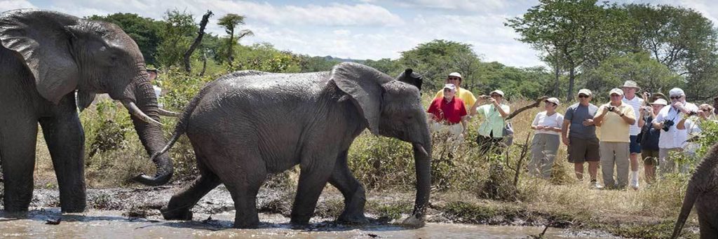 Elephant Camp Victoria Falls lodges