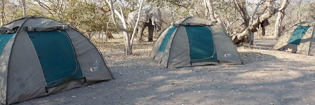Lion adventure camping safari