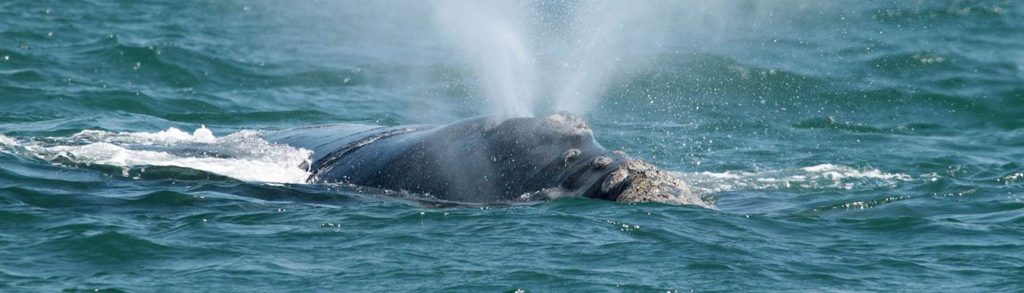 Whale watching tours from Cape Town