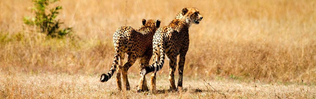 Cheetah fact sheet