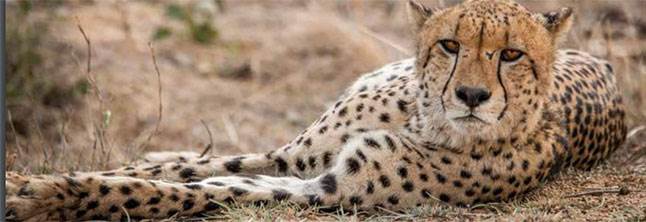 Cheetah info