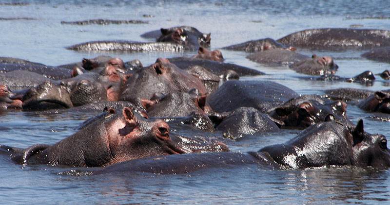 hippos in chobe river