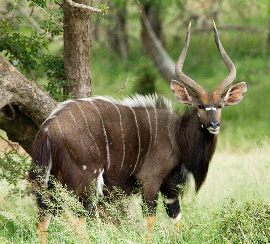 Kruger national park tours