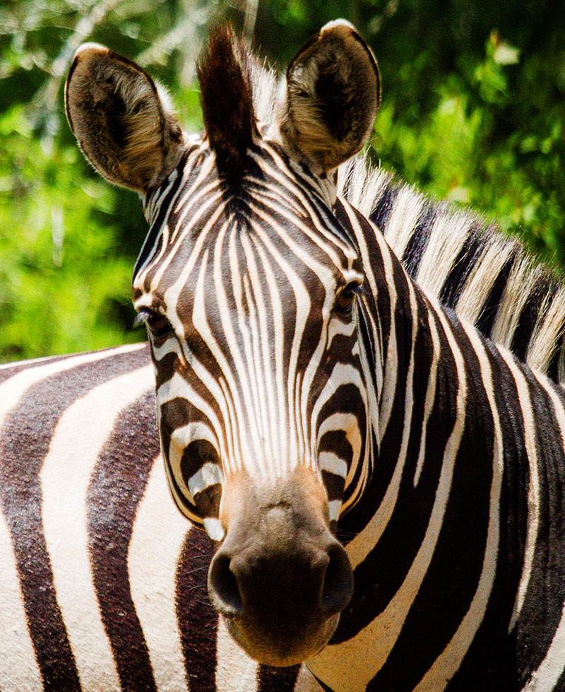 zebra African ante;lope
