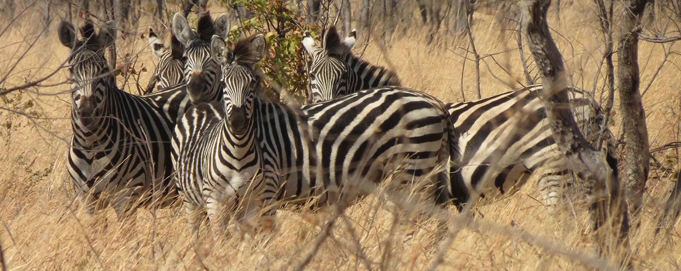 African Plains Zebra & Mountain Zebra facts