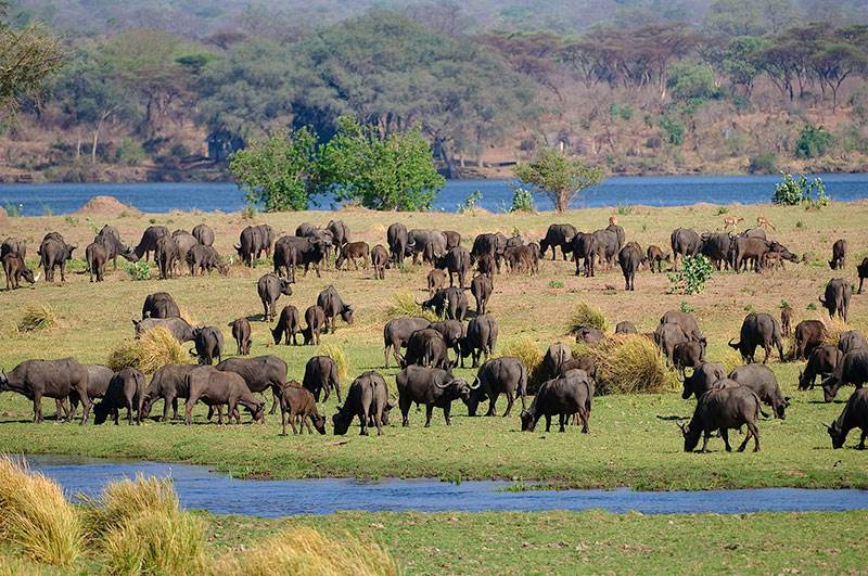 Mana Pools accommodation