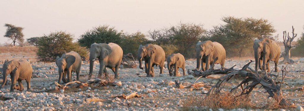 South Luawanga walking safaris