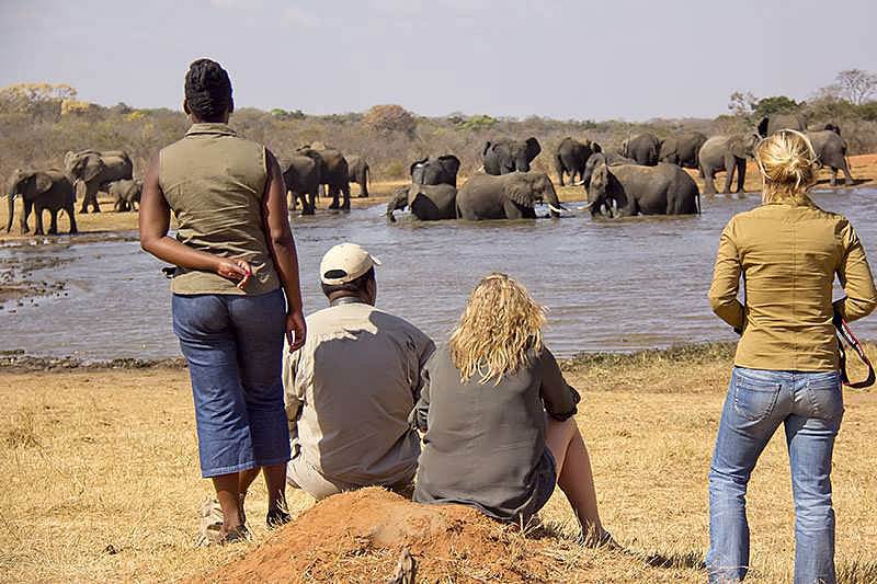 Ivory Lodge Hwange National Park