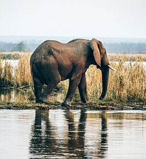 Tafika Camp Mana Pools