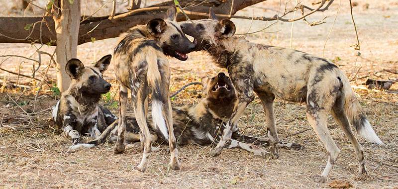 South Luangwa walking safaris