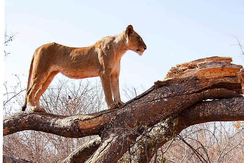 Lions walks Victoria Falls