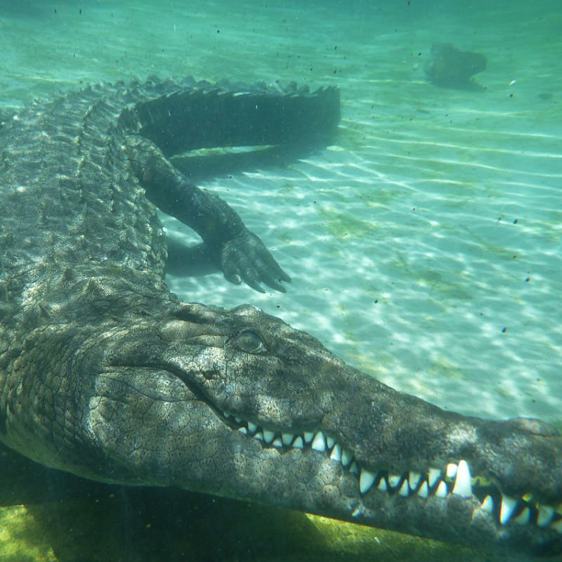 Victoria Falls croc diving