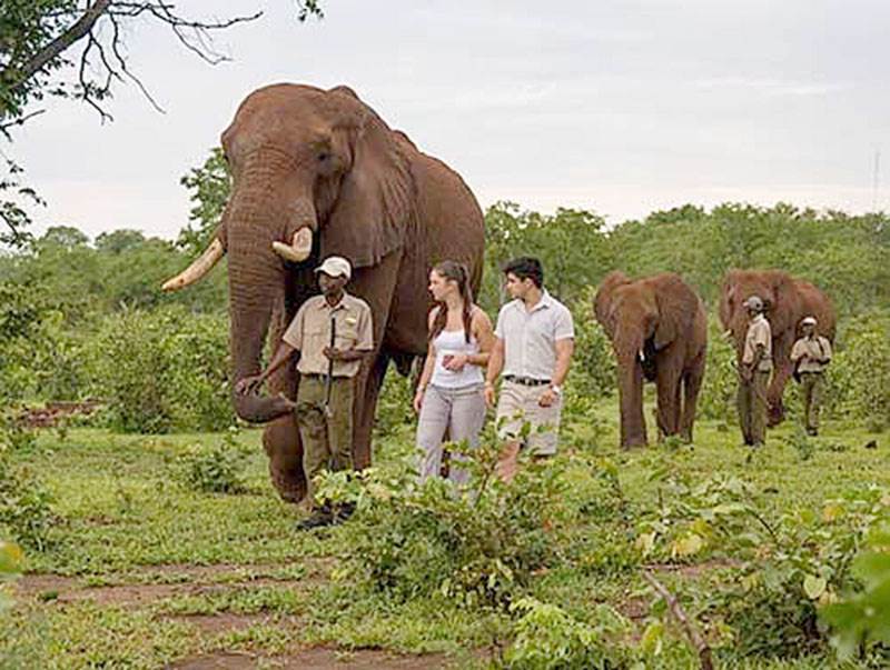 Elephant encounter Victoria falls