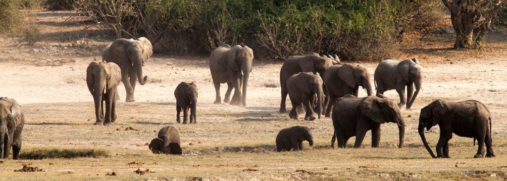 Elephant Encounter activity