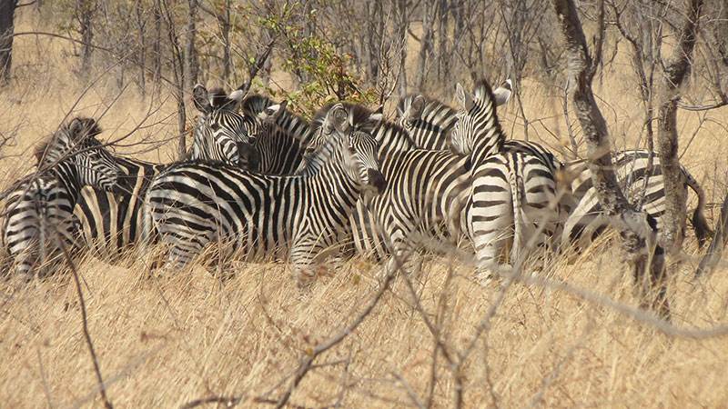 The Hide at Hwange