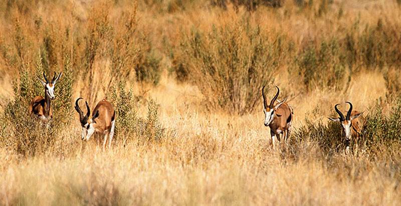 Safari Namibia