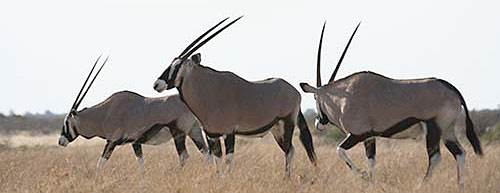 Namibia tours