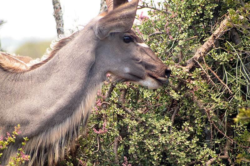 Kudu Information