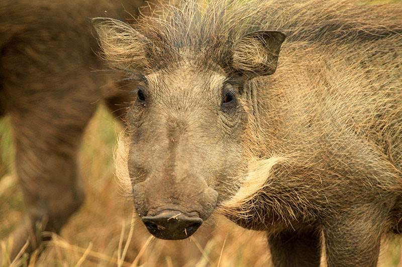 Botswana package tours