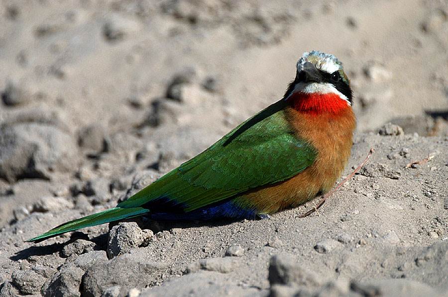 Wild and Scenic Kruger tour