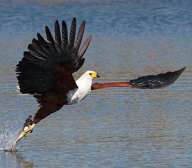 Canoe safaris Mana Pools