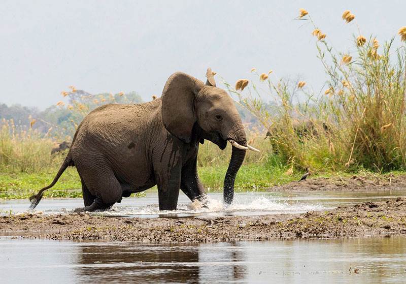 adventure canoe safaris