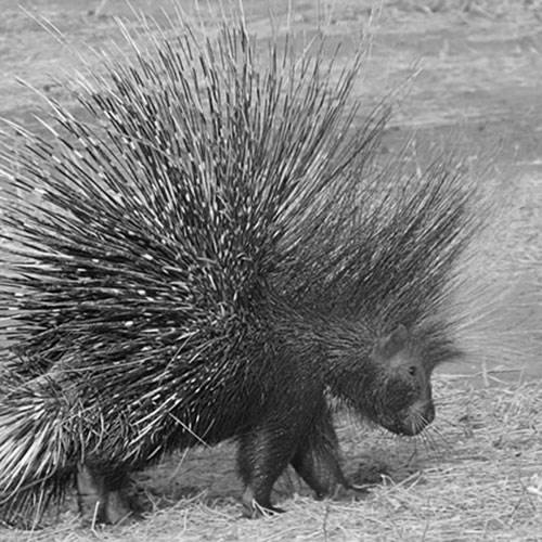 Walking adventure safaris