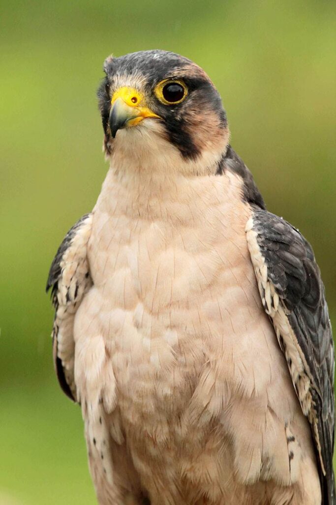 Kruger Park tours