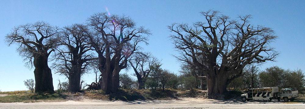 Botswana camping safaris