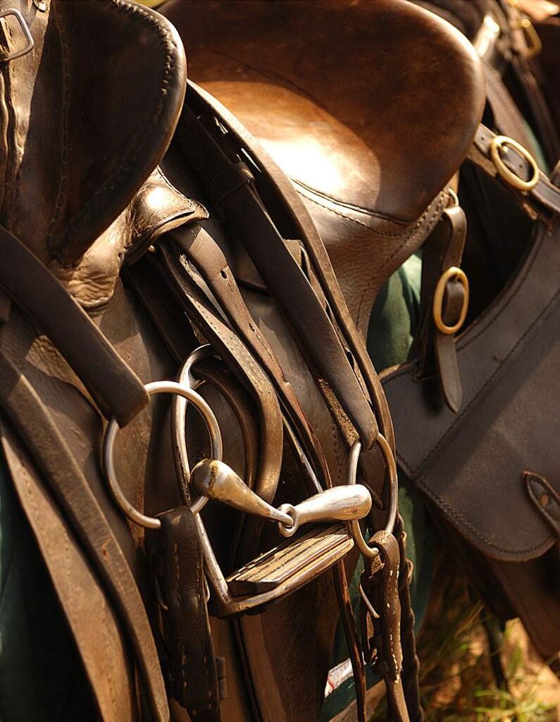 Zambezi horse trails
